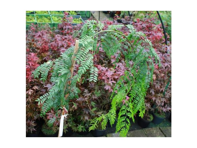 Gleditsia triacanthos 'Emerald Cascade' - dřezovec trojtrný