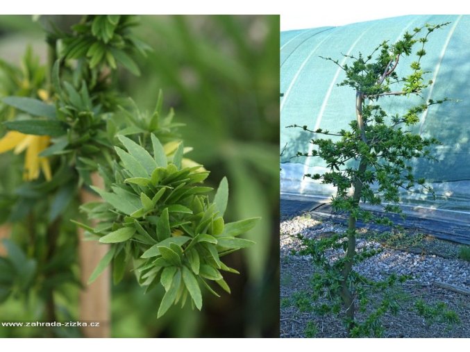 Gleditsia triacanthos 'Goofy' - dřezovec trojtrný