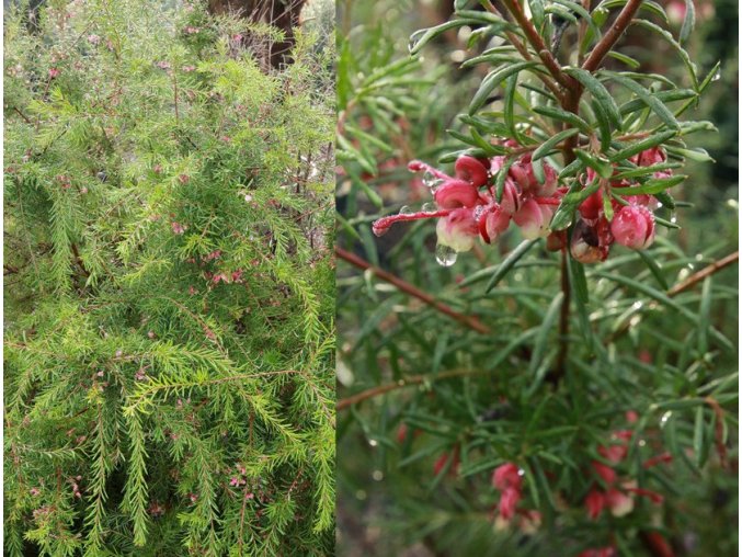 Grevillea juniperina - grevilea jalovcová
