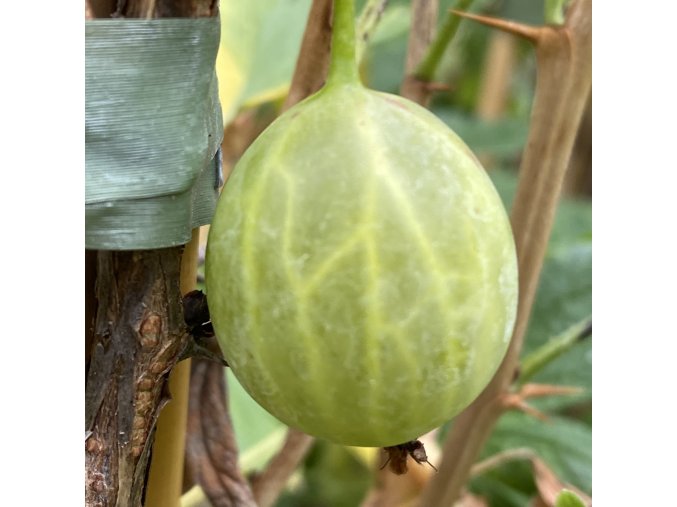 Grossularia uva crispa Hinnomaki Green - angrešt zelenoplodý