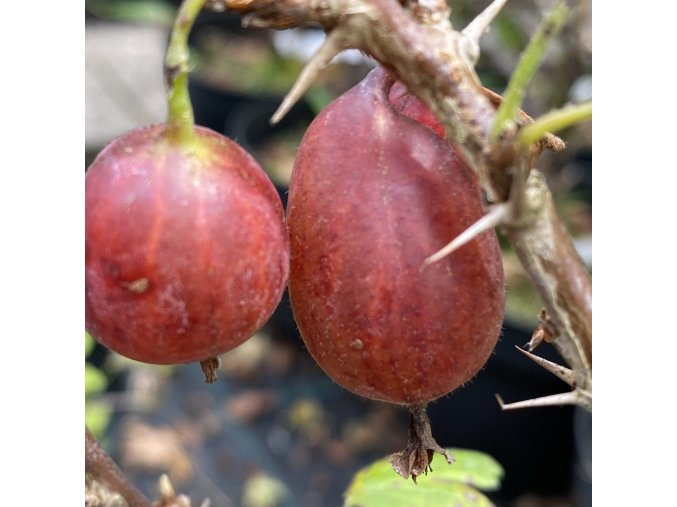 Grossularia uva crispa 'MARTLET' - angrešt červený