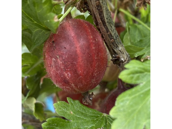 Grossularia uva crispa Pax kmínek - červený