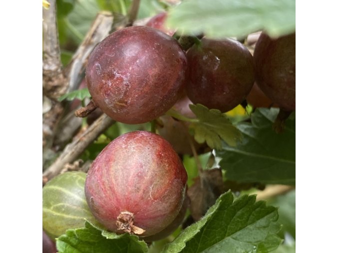 Grossularia uva crispa Salut kmínek - angrešt červenýá