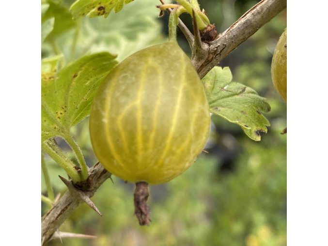 Grossularia uva crispa Zlatka - angrešt žlutý