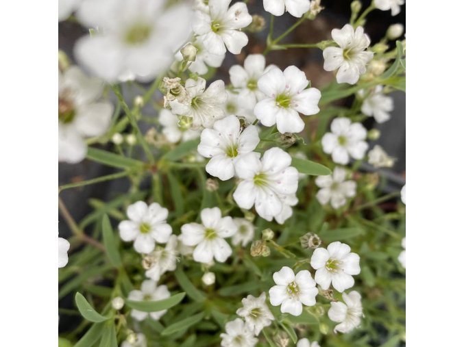 Gypsophila repens - šater plazivý