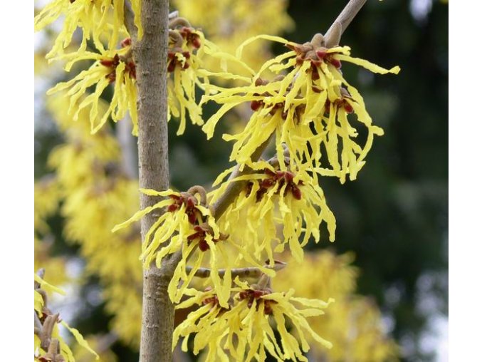 Hamamelis intermedia 'Arnold Promise' - vilín prostřední