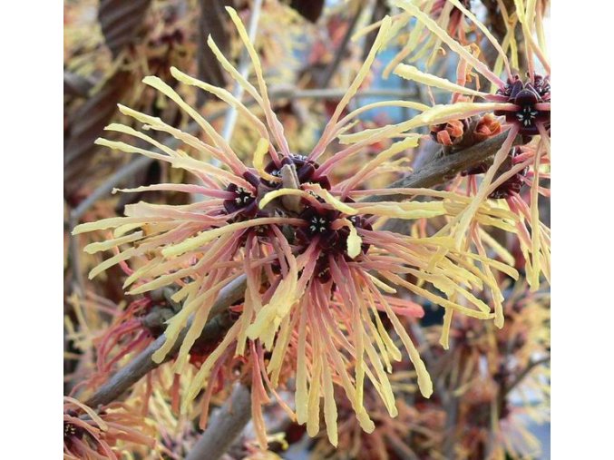 Hamamelis intermedia 'Aurora' - vilín prostřední