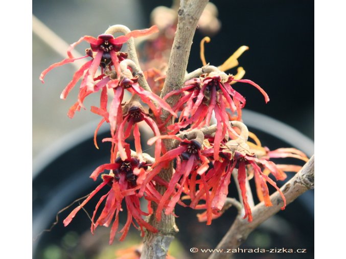 Hamamelis intermedia 'Diana' - vilín