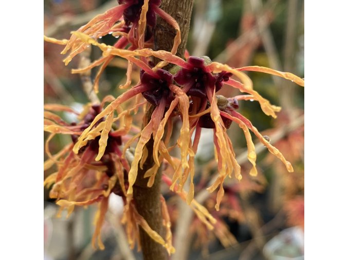Hamamelis intermedia 'Feuerzauber' - vilín prostřední