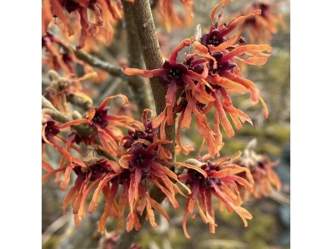 Hamamelis intermedia 'Jelena' - vilín prostřední