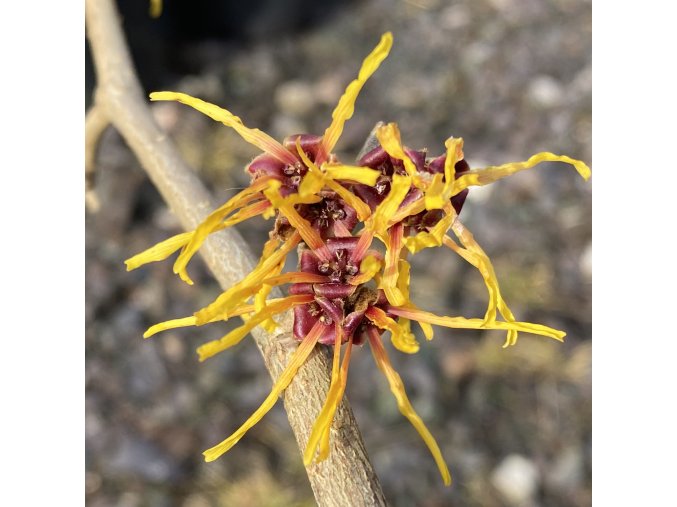 Hamamelis intermedia 'Ripe Corn' - vilín prostřední
