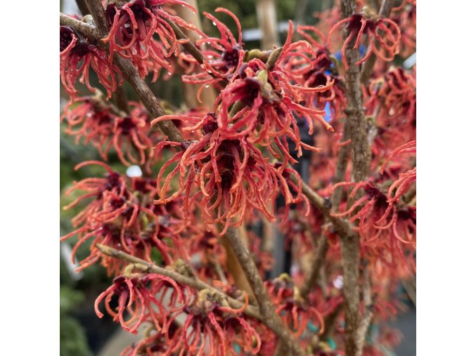 Hamamelis intermedia 'Rubín' - vilín prostřední