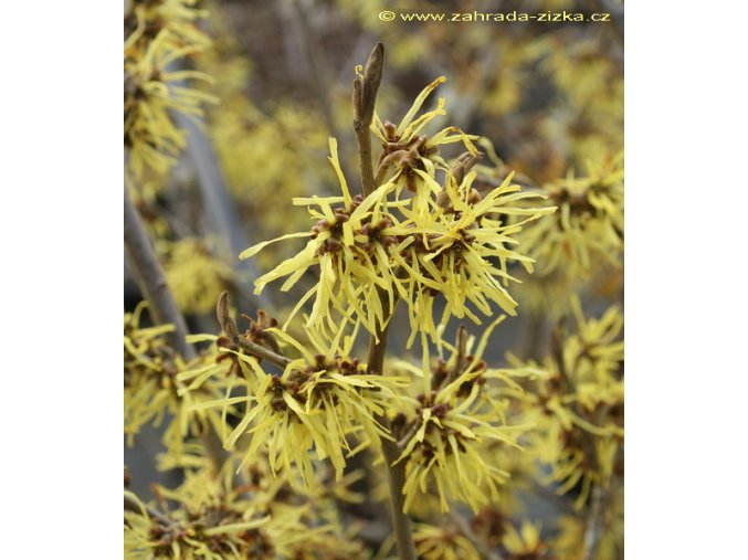 Hamamelis intermedia 'Westerstede' - vilín