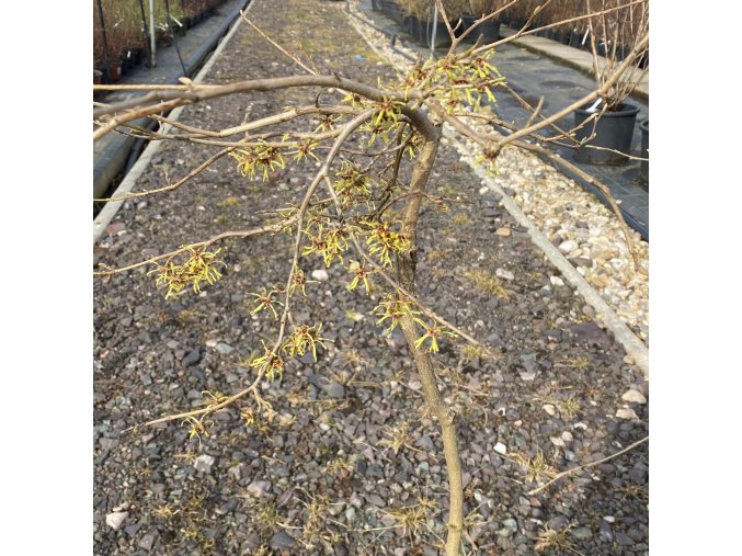 Hamamelis intermedia 'Pendula' - vilín prostřední