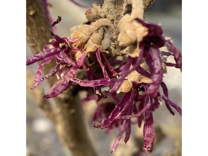 Hamamelis vernalis 'Amethyst' - vilín jarní
