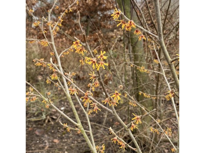 Hamamelis vernalis 'Sandra' - vilín jarní