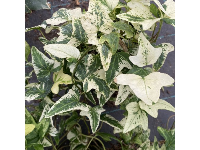 Hedera canariensis “Eda2 “ - břečťan