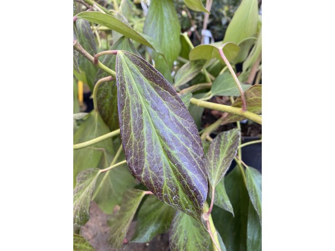 Hedera colchica 'Fall Favourite' - břečťan kavkazský