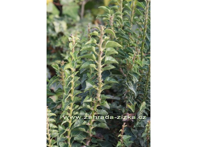 Hedera helix 'Conglomerata' - břečťan