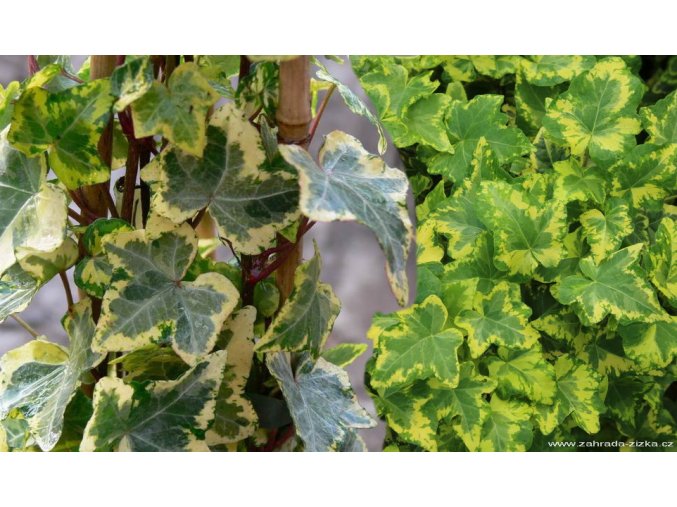 Hedera helix 'Golden Kolibri' - břečťan