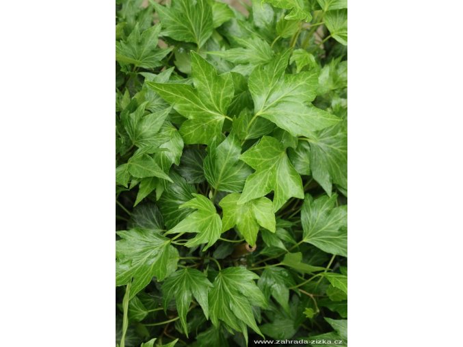 Hedera helix 'Green Ripple' - břečťan