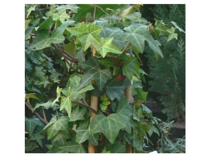 Hedera helix 'Pittsburg' - břečťan
