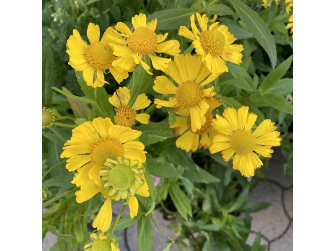 Helenium autumnale 'Helena Gold' - záplevák