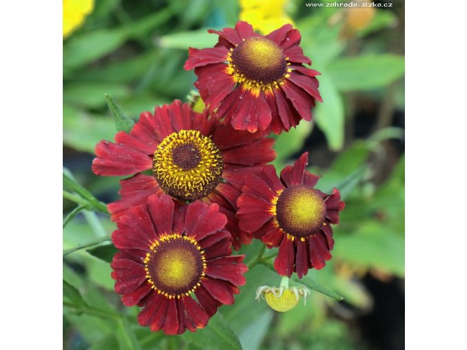 Helenium autumnale 'Helena Rote Töne' - záplevák