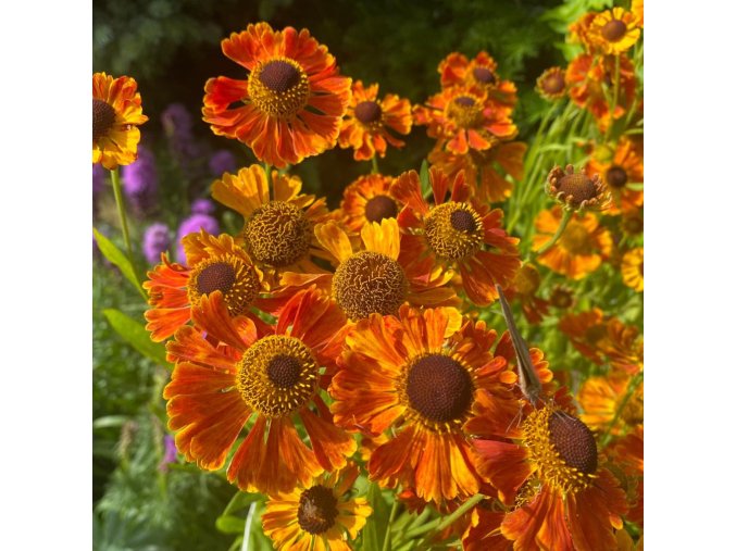 Helenium x clementii 'Waltraut' - záplevák zkřížený