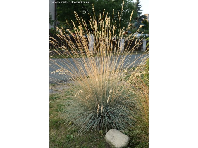 Helictotrichon sempervirens 'Saphirsprudel' - ovsíř