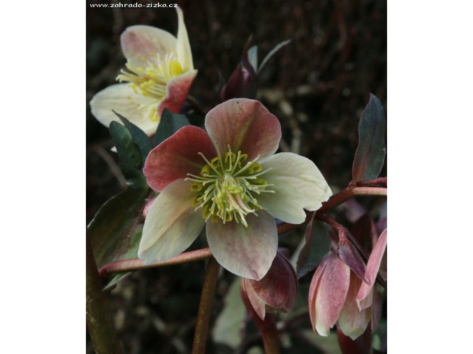 Helleborus hybr. 'HGC Cinnamon Snow' - čemeřice