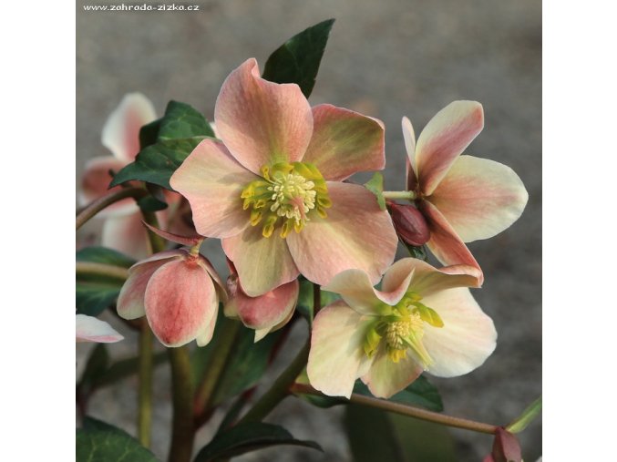 Helleborus hybr. 'HGC Merlin' - čemeřice