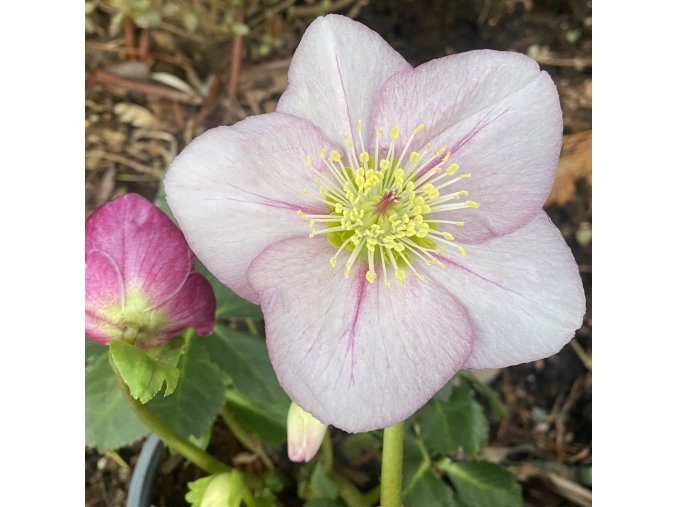 Helleborus hybr. 'HGC Winter Ballet Liara' - čemeřice