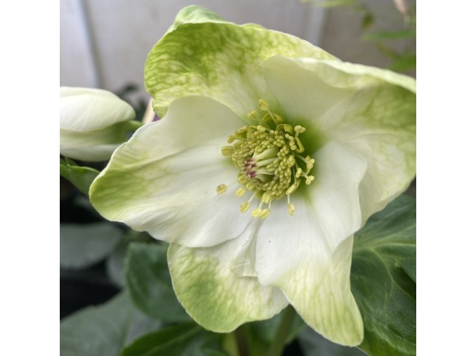 Helleborus hybr. 'HGC Winter Ballet Lisan' - čemeřice