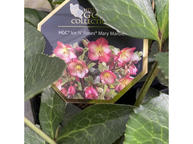 Helleborus hybr. 'Ice N´ Mary Marble' - čemeřice