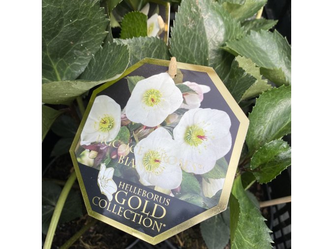 Helleborus hybr. 'Ice N´ Roses Bianco' - čemeřice
