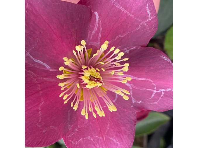 Helleborus hybr. 'Ice N´ Roses Early red' - čemeřice