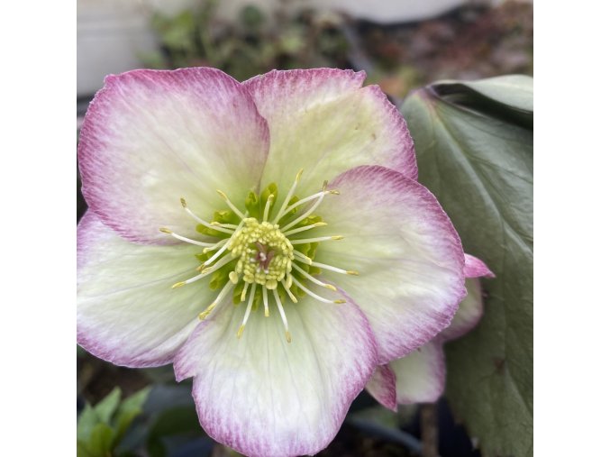 Helleborus hybr. 'Ice N´ Roses Frosted Rose ' - čemeřice