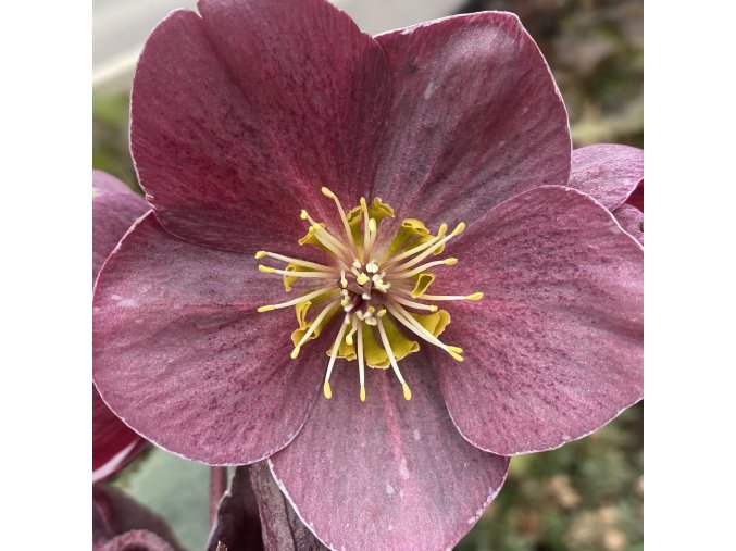 Helleborus hybr. 'Ice N´ Roses Nightingale' - čemeřice