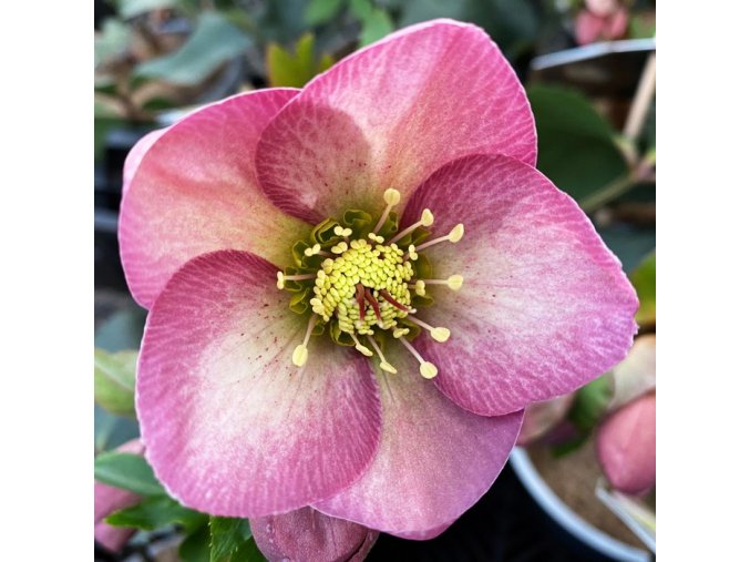 Helleborus hybr. 'Ice N´ Roses Rose' - čemeřice