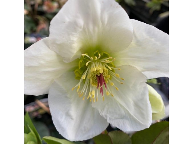 Helleborus hybr. 'Ice N´ Roses White' - čemeřice