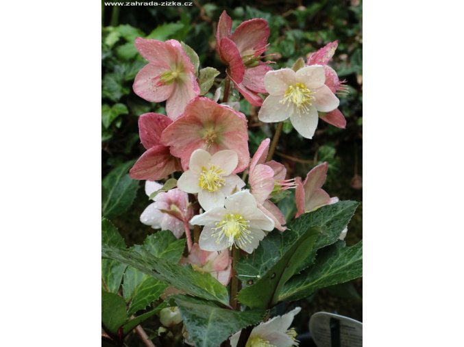 Helleborus hybr. 'Shooting Star' - čemeřice