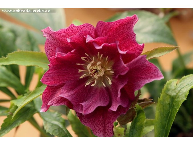 Helleborus hybr. 'SP ELLY' - čemeřice
