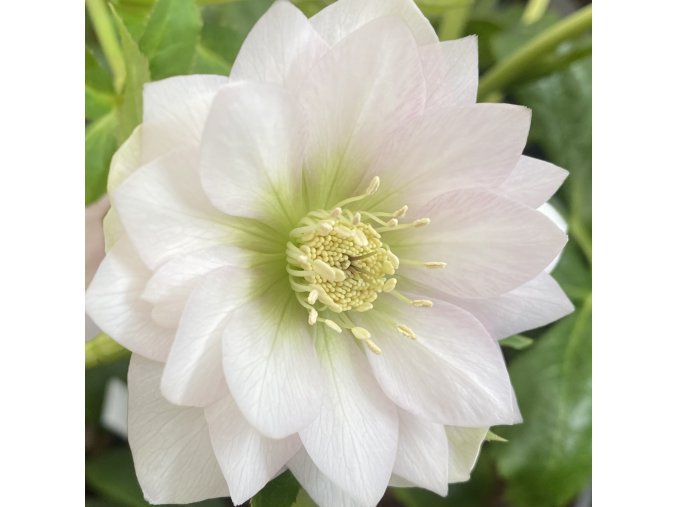 Helleborus hybr. 'SP Loren' - čemeřice