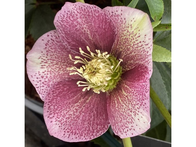Helleborus hybr. 'SP Mary Lou' - čemeřice