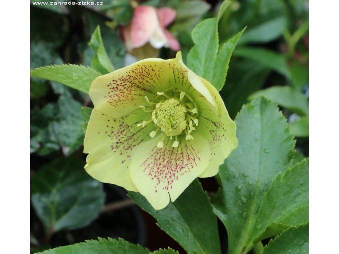 Helleborus hybr. 'SP Sophie' - čemeřice
