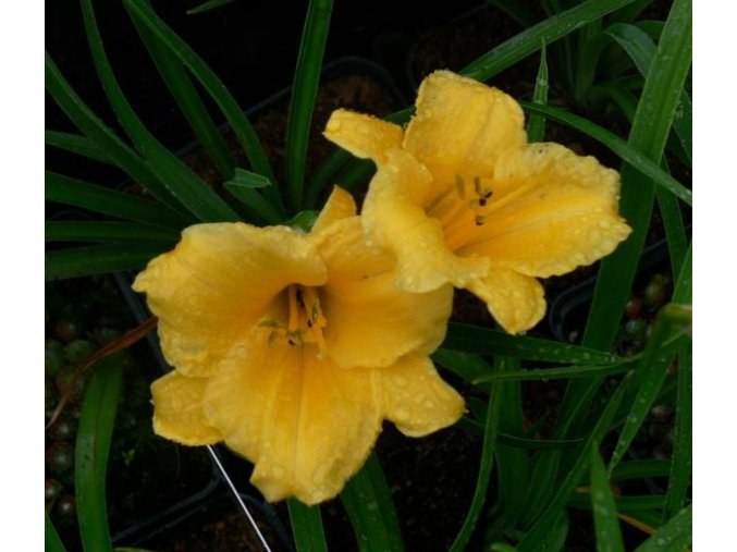 Hemerocallis 'Stella de Oro' - denivka
