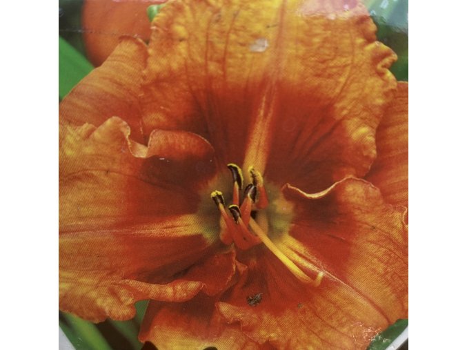 Hemerocallis 'Tiger' - denivka