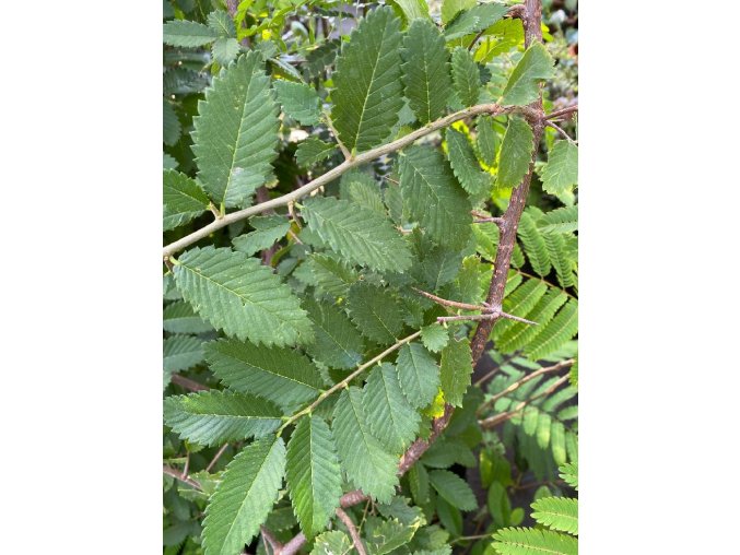 Hemiptelea davidii - plotovník Davidův