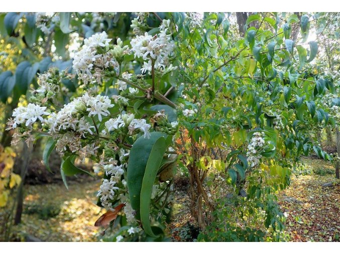 Heptacodium miconioides - heptakodium jasmínovité